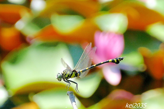 写真: 蜻蛉の飛翔NO.2