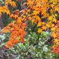 写真: 大滝山の紅葉