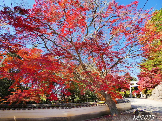 写真: 龍泉寺の紅葉
