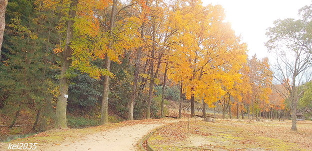 散歩道の秋景NO.5