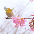 写真: メジロ＆河津桜