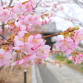 写真: 妙林寺の河津桜