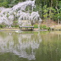写真: 曹源寺のしだれ桜