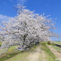 写真: 宮川桜堤の桜