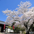写真: 圀勝寺の桜