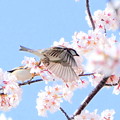 写真: 桜と小鳥