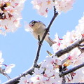 桜と小鳥