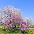 Photos: 誰も知らない田舎の桜