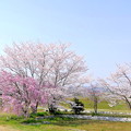 Photos: 誰も知らない田舎の桜