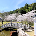 Photos: まきび公園の桜