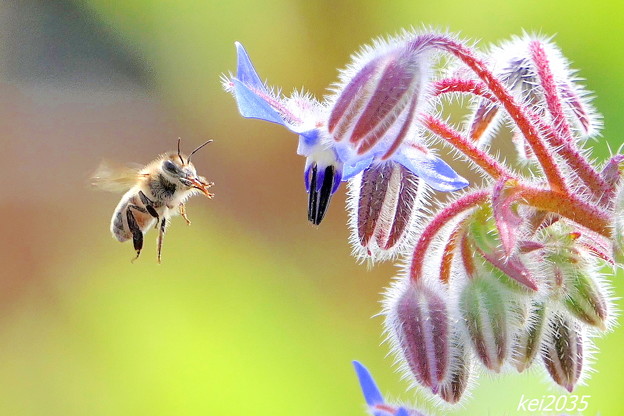 蜜蜂＆ボリジの花