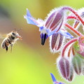 写真: 蜜蜂＆ボリジの花