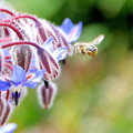 Photos: 蜜蜂＆ボリジの花