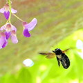 藤の花＆蜂