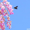 藤の花＆蜂