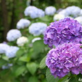 写真: 上寺山の紫陽花