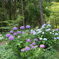 上寺山の紫陽花