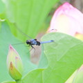 写真: 蜻蛉＆蓮NO,3
