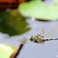蜻蛉の飛翔