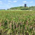 写真: 赤米（古代米）＆五重塔