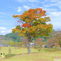 Photos: 秋の公園