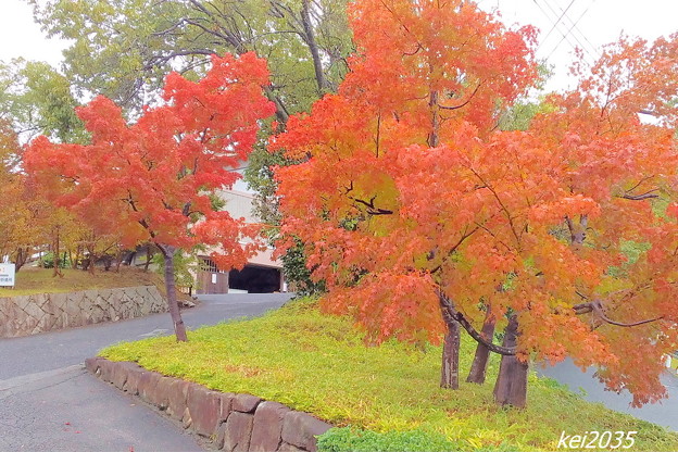 観音寺の紅葉
