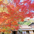 Photos: 近水園の紅葉