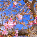写真: 河津桜