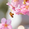 Photos: 河津桜＆蜜蜂