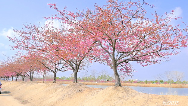阿部池の河津桜