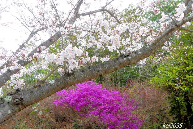写真: 桜＆ツツジ