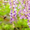藤の花＆クマバチ