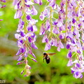 写真: 藤の花＆クマバチ
