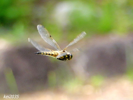 写真: 蜻蛉の飛翔