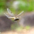 Photos: 蜻蛉の飛翔