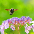 写真: 紫陽花＆クマバチ