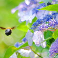 写真: 紫陽花＆クマバチ