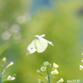 Photos: 蝶の飛翔