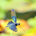 写真: チョウトンボの飛翔