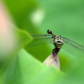 写真: 蜻蛉
