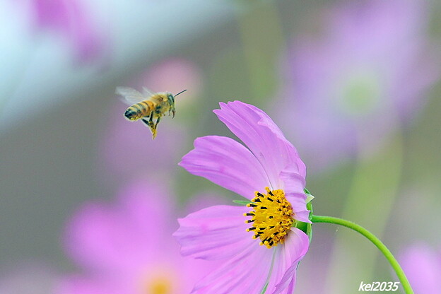 写真: コスモス＆蜜蜂
