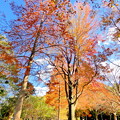 写真: 三徳園の紅葉