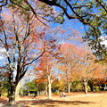 写真: 三徳園の紅葉