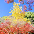 Photos: 近水園の紅葉