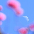 写真: 昼の月と紅梅
