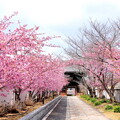 写真: 妙林寺の河津桜