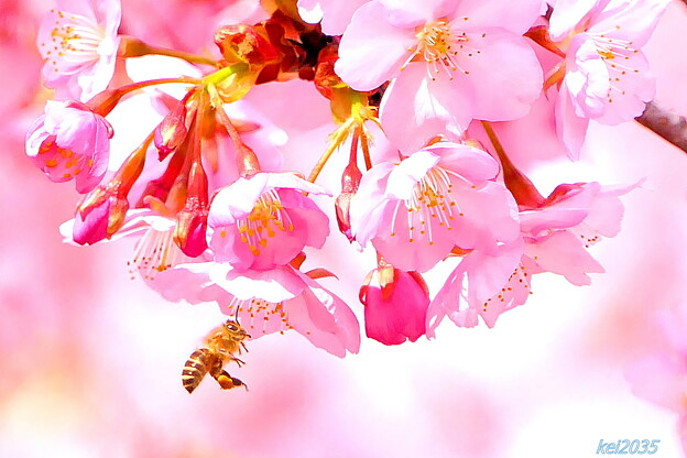 写真: 蜜蜂＆河津桜