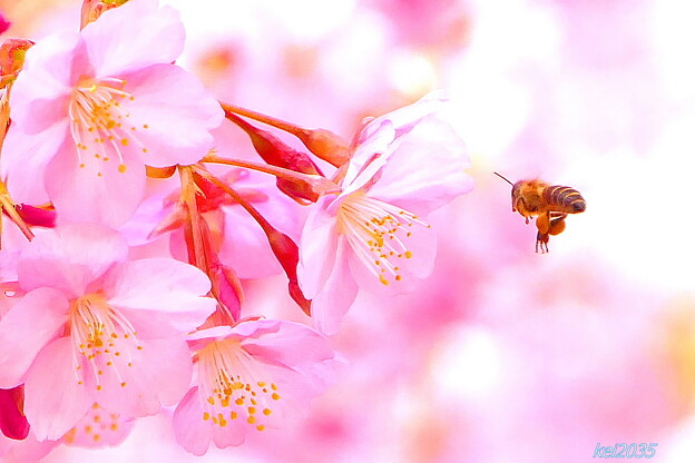 写真: 蜜蜂＆河津桜