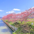 写真: 河津桜