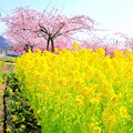 写真: 菜の花＆河津桜